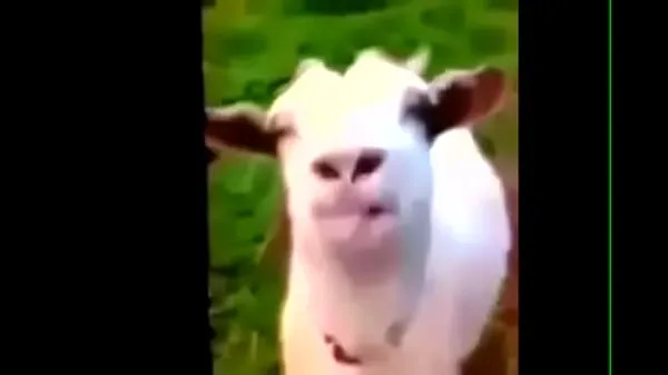 Sveži La Cabra / The Goat moji filmi